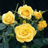 Pacific Serenade ™ rose photo
