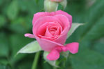 Peppermint Patty rose photo