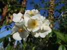 <i>Rosa tunquinensis</i> Crépin rose photo