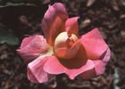 Prairie Sunset rose photo
