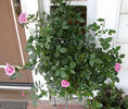 Herbie rose photo