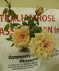 Community Banquet rose photo