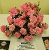 Flinders rose photo