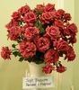 Soft Treasure rose photo