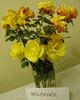 Wildfire rose photo