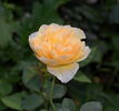 Golden Fleece rose photo