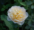 Golden Fleece rose photo