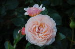 Parfum d'Orléans rose photo