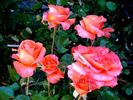 D. D. Ruaux rose photo