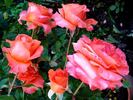 D. D. Ruaux rose photo