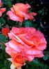 D. D. Ruaux rose photo