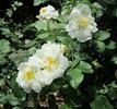 Sarasota Spice rose photo