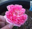Borderer rose photo