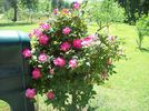 RADcon rose photo