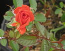All a Twitter rose photo