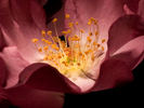 Angel Darling rose photo