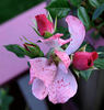 Angel Darling rose photo