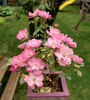 Angel Darling rose photo
