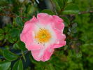 IW0-47-19 rose photo
