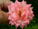 Pink Petticoat rose photo