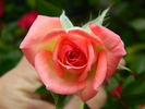 Pink Petticoat rose photo