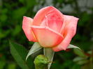 Pink Petticoat rose photo