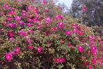 Ramona (hybrid laevigata, Dietrich rose photo