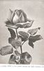 Earl Haig rose photo