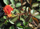 All a Twitter rose photo