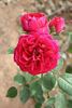 Captain Terrific rose photo