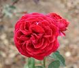 Captain Terrific rose photo