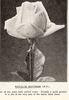 Natalie Böttner rose photo