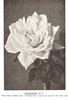 Albatross rose photo