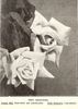 Joseph Hill rose photo