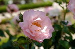 Thelma rose photo