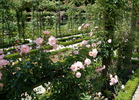Thelma rose photo