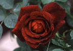 Queen Bee rose photo
