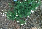 Denise Cassegrain rose photo
