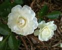 Denise Cassegrain rose photo