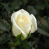 Constellation ™ rose photo