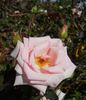Alister's Gift ™ rose photo