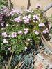 Pink Heather rose photo