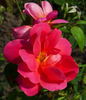 Cuba rose photo