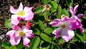 Nearly Wild rose photo