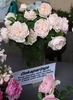 Onkaparinga rose photo