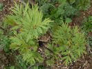 Ludlowii peony photo