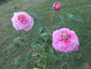 Sultane Favorite rose photo