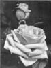 Dr. William Gordon rose photo