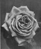 David R. Williamson rose photo