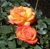 Dee Bennett ™ rose photo